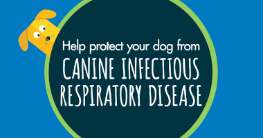 Help protect your dog from CANINE INFECTIOUS RESPIRATORY DISEASE