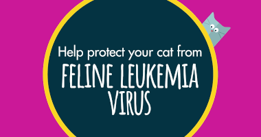 Help protect your dog from FELINE LEUKEMIA VIRUS