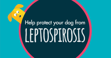 Help protect your dog from LEPTOSPIROSIS