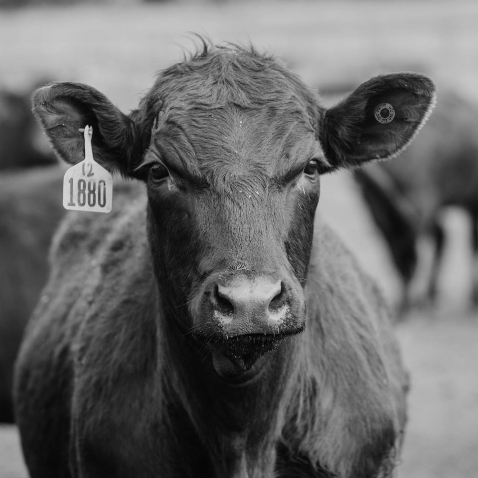 BOVILIS® Cattle Vaccines - Merck Animal Health Canada