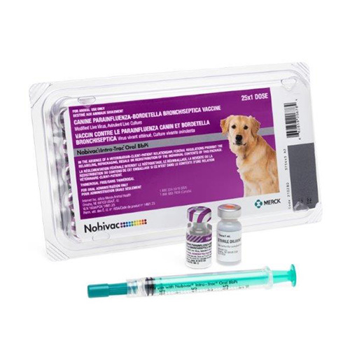Cephalexin For Dogs: Safe Dosages And Uses – Forbes Advisor