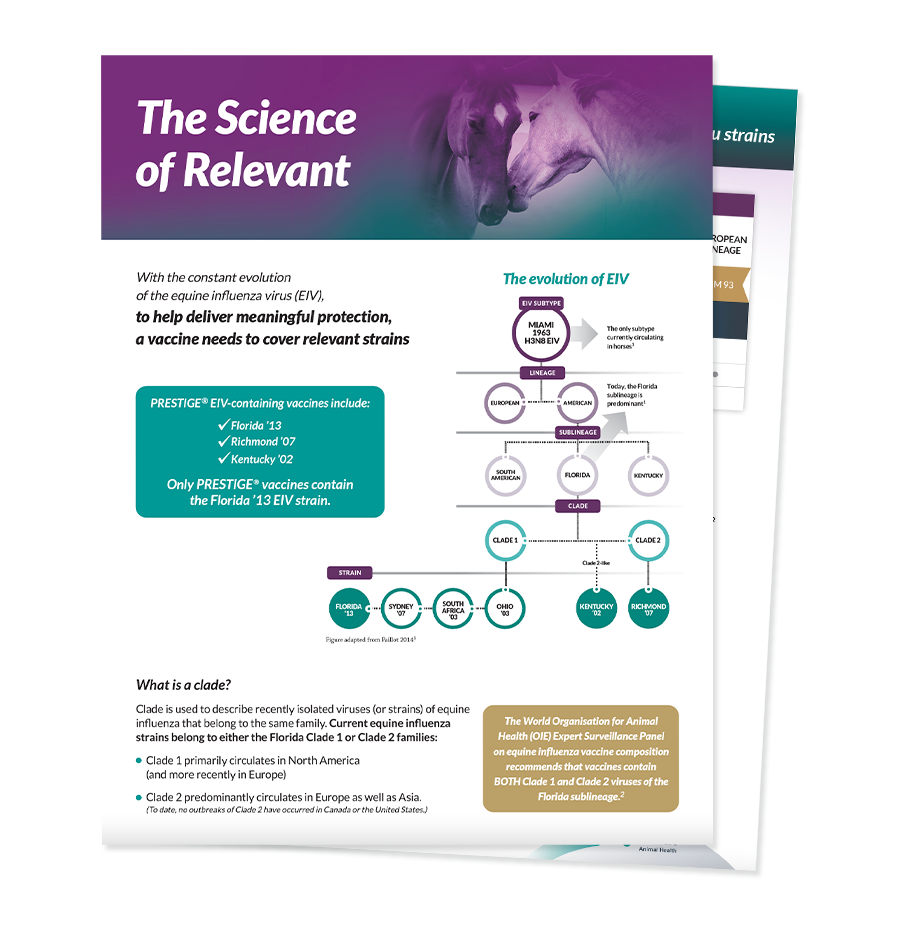 An equine brochure on the different strains of equine influenza virus.