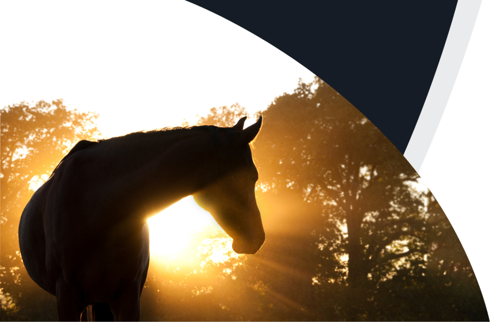 A horse silhouetted against a breathtaking sunset, gracefully looking to its left.