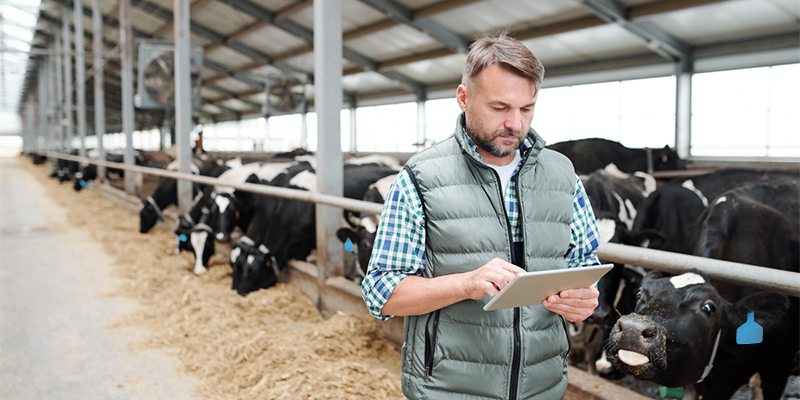 A farmer inputs cattle data on tablet. Technology meets agriculture for efficient and caring livestock management.