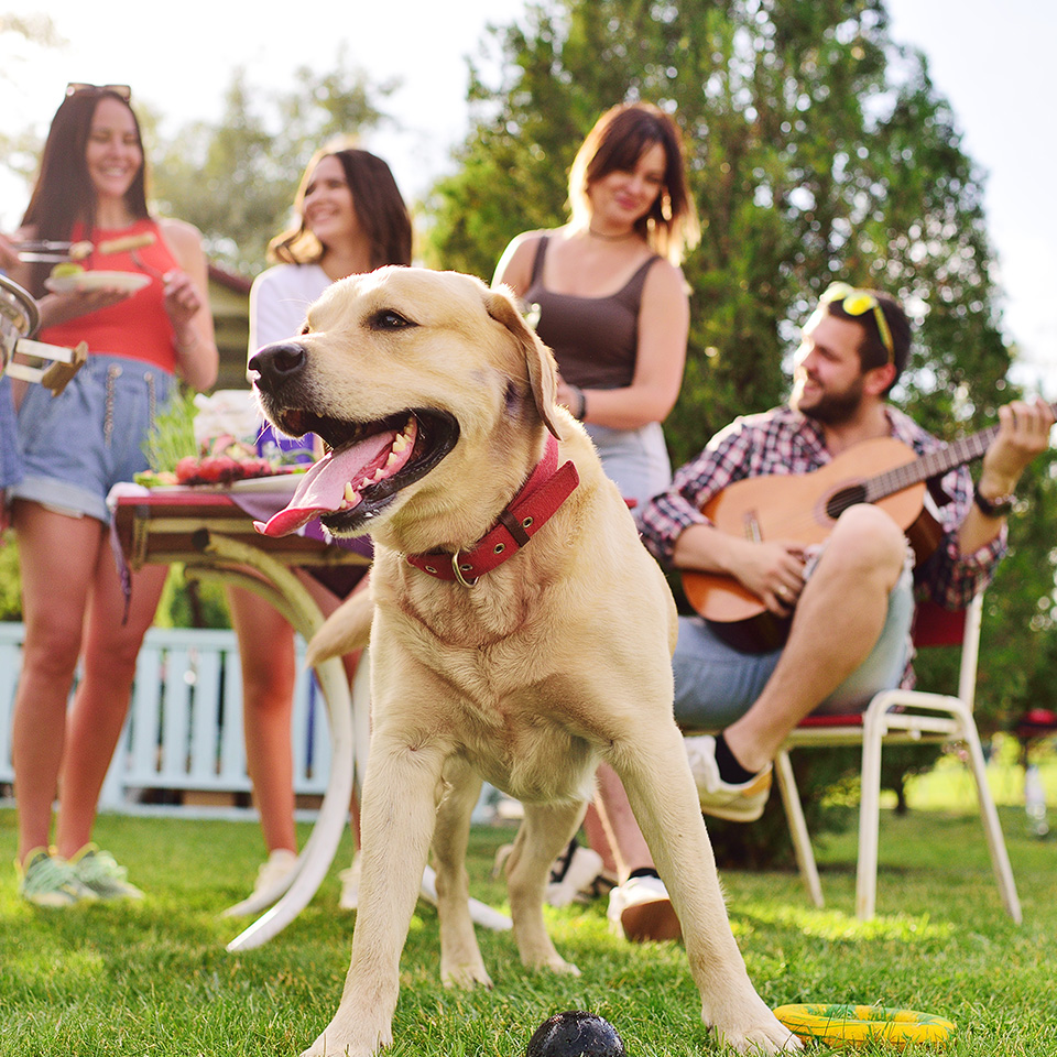 A dog standing in grass with people celebrating nearby.