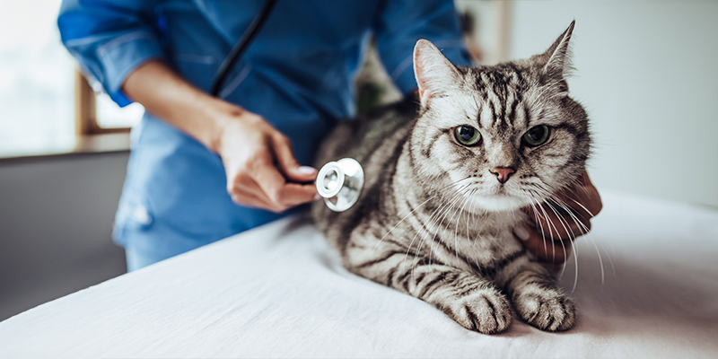 A veterinarian using a stethoscope to examine a cat's health condition.