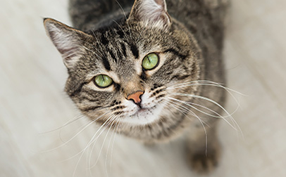 Photograph of a tabby cat with green eyes taken from above