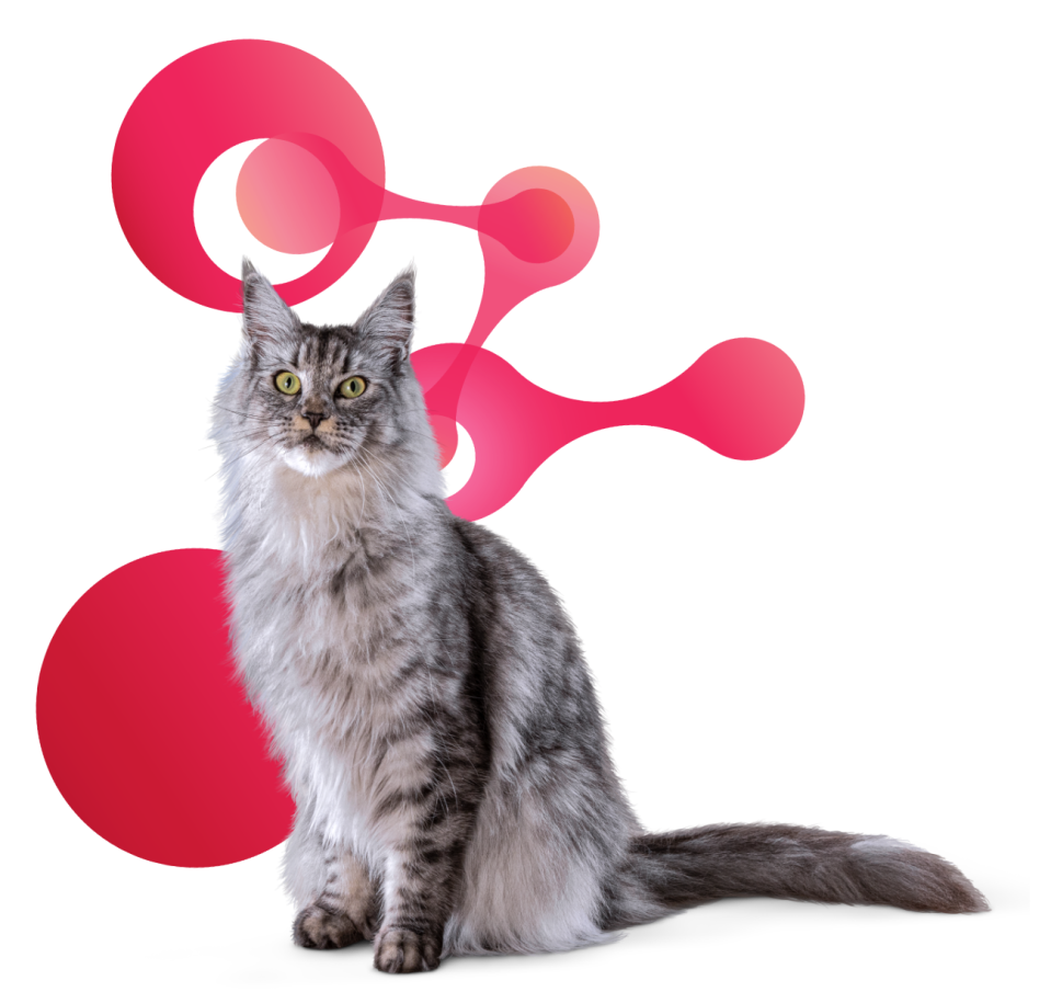 Photograph of a cat in front of a pink molecule