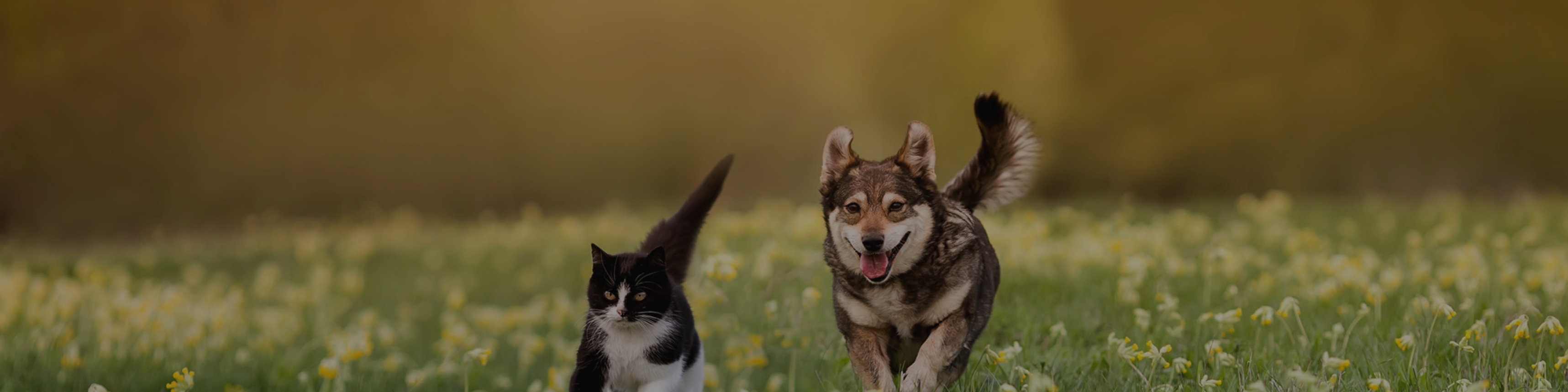 A cat and a dog running through a field with yellow flowers.