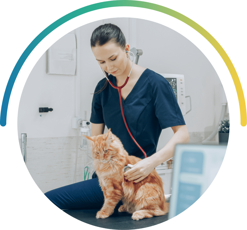 Veterinary professional in dark blue scrubs examining a ginger cat with a stethoscope in a clinic