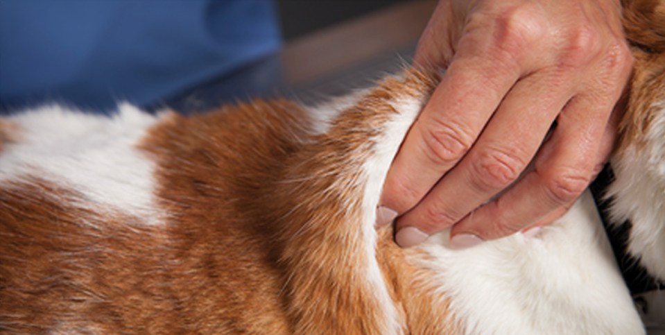 A veterinarian that pinch a fold of the cat’s skin.