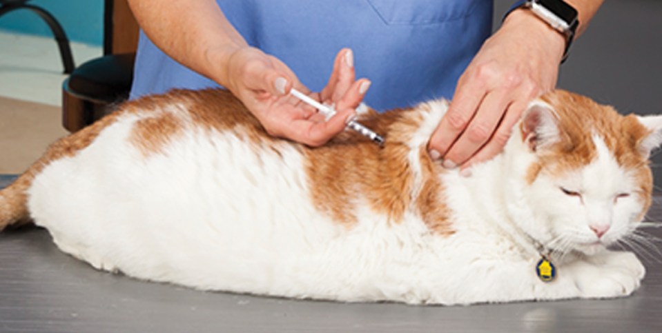 An image showing the veterinarian that press plunger as far as it will go