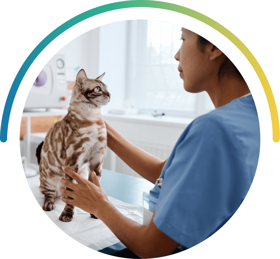 Veterinary holding a tabby cat with dark stripes in a clinic