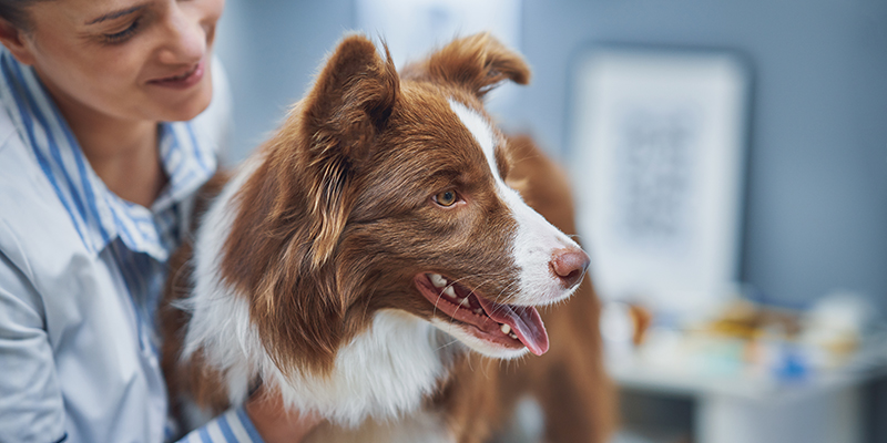 A veterinarian, is interacting with a brown and white dog in a clinical setting.