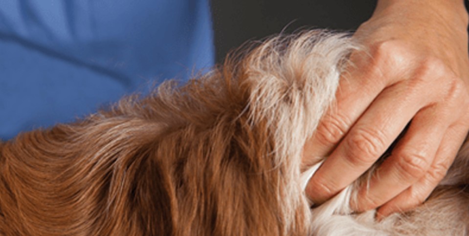 A veterinarian pinch a fold of the dog’s skin.