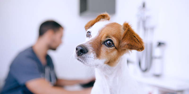 Close-up of a white and brown dog looking at the camera in a clinical setting with a blurred person in the background.