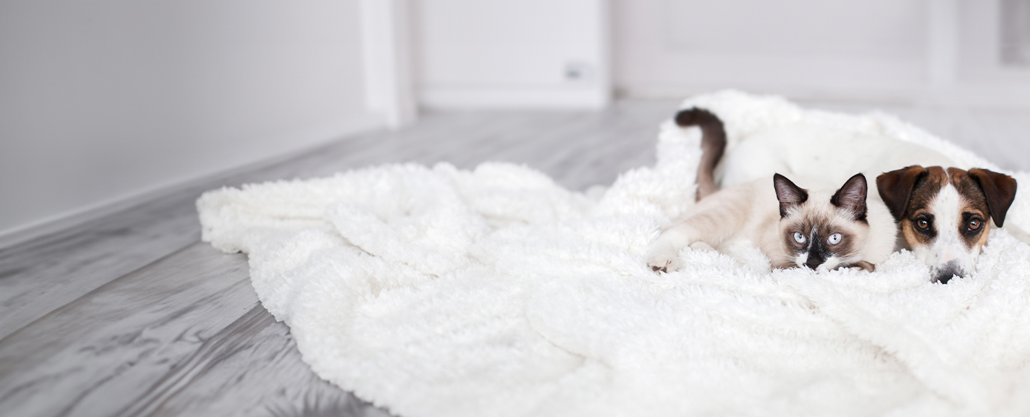 A small dog and a cat lying together on a white fluffy blanket on a wooden floor.