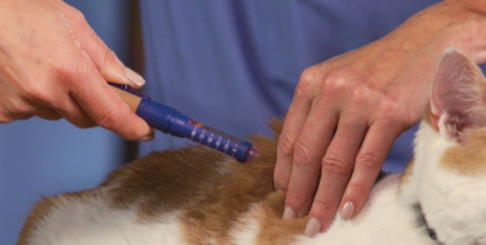 A veterinarian that remove needle cover and protective caps. Insert the needle, then push the release button toward the pen needle and hold it in place until the start line