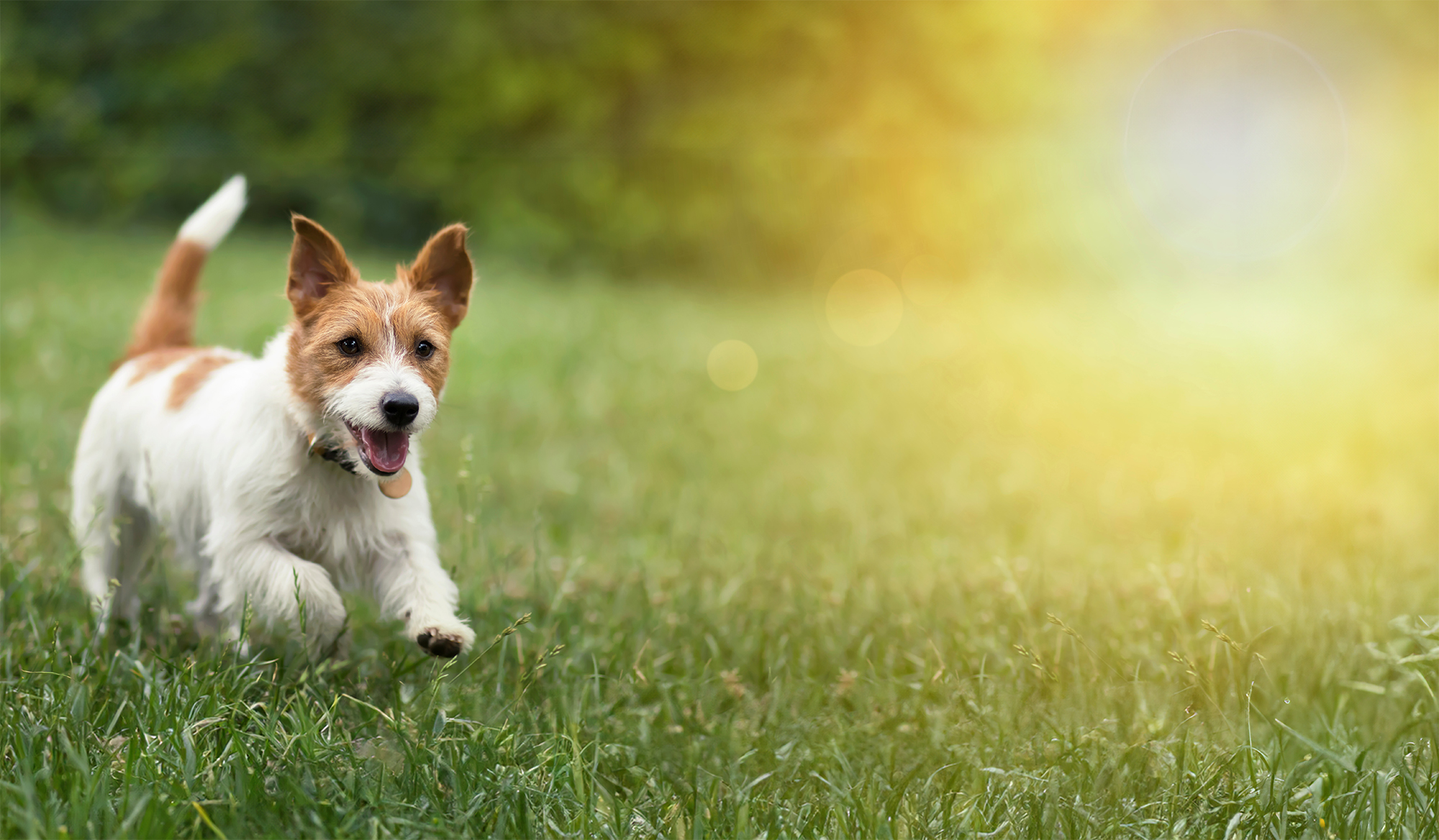 A dog running trough a field