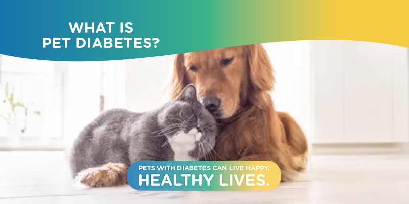 This image features a graphic titled ‘WHAT IS PET DIABETES?’ with a photograph of a dog and a cat close to each other on the floor. The bottom part of the image states ‘PETS WITH DIABETES CAN LIVE HAPPY, HEALTHY LIVES.’