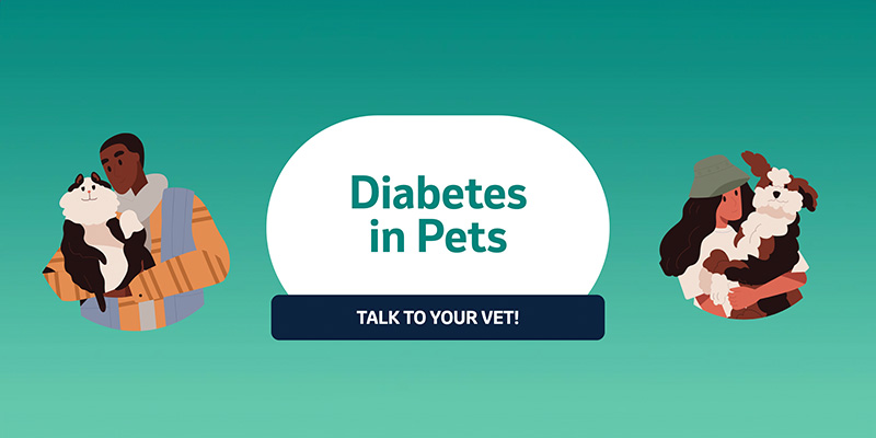 This image features a vibrant graphic titled ‘Diabetes in Pets’ with a call-to-action saying ‘TALK TO YOUR VET!’. It includes illustrations of pet owners with their pets - a cat and a dog.