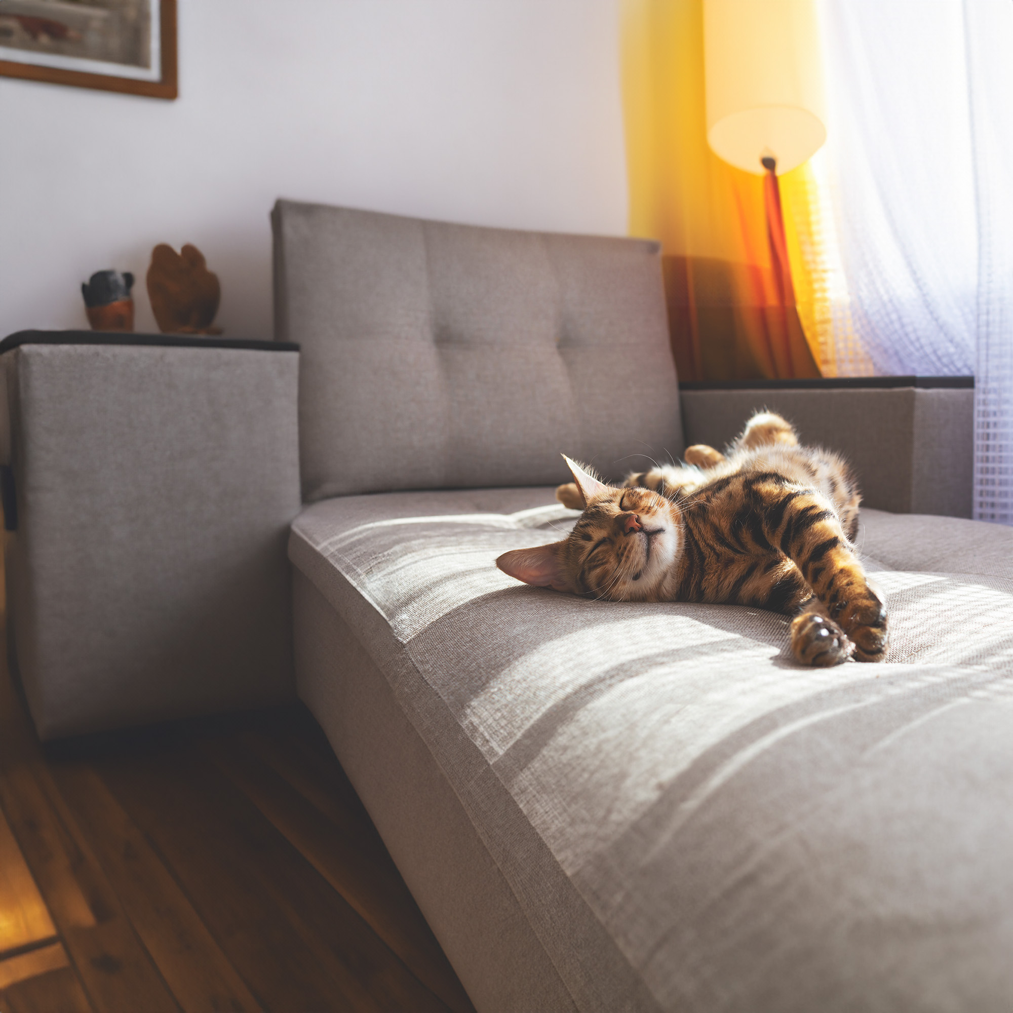 A brown tabby cat lying on its back on a grey sofa in a room with natural light coming through the window.