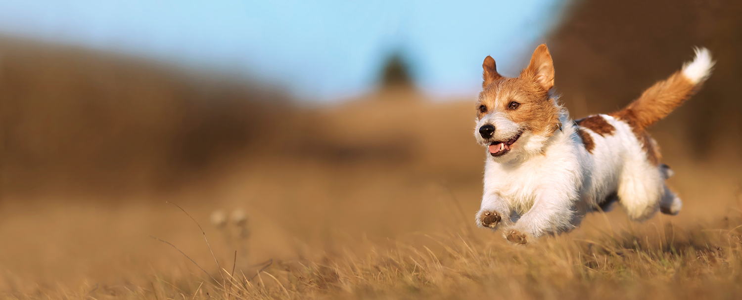 Small, white dog with brown markings running across a field.