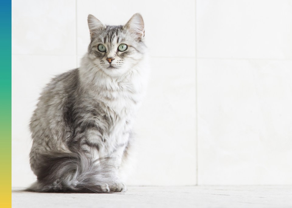 A fluffy grey and white cat sitting on a solid surface