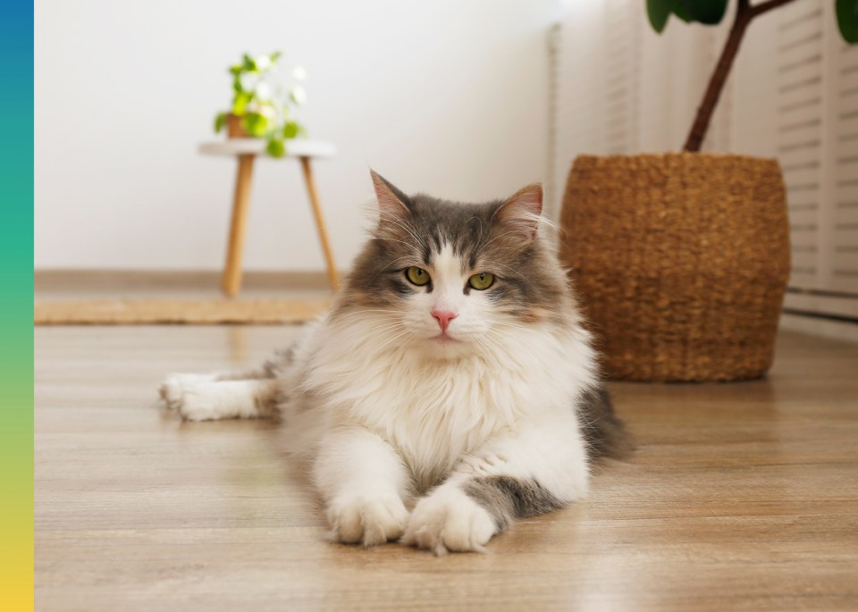 A white and grey cat lying on a wooden floor with a plant and a basket in the background.