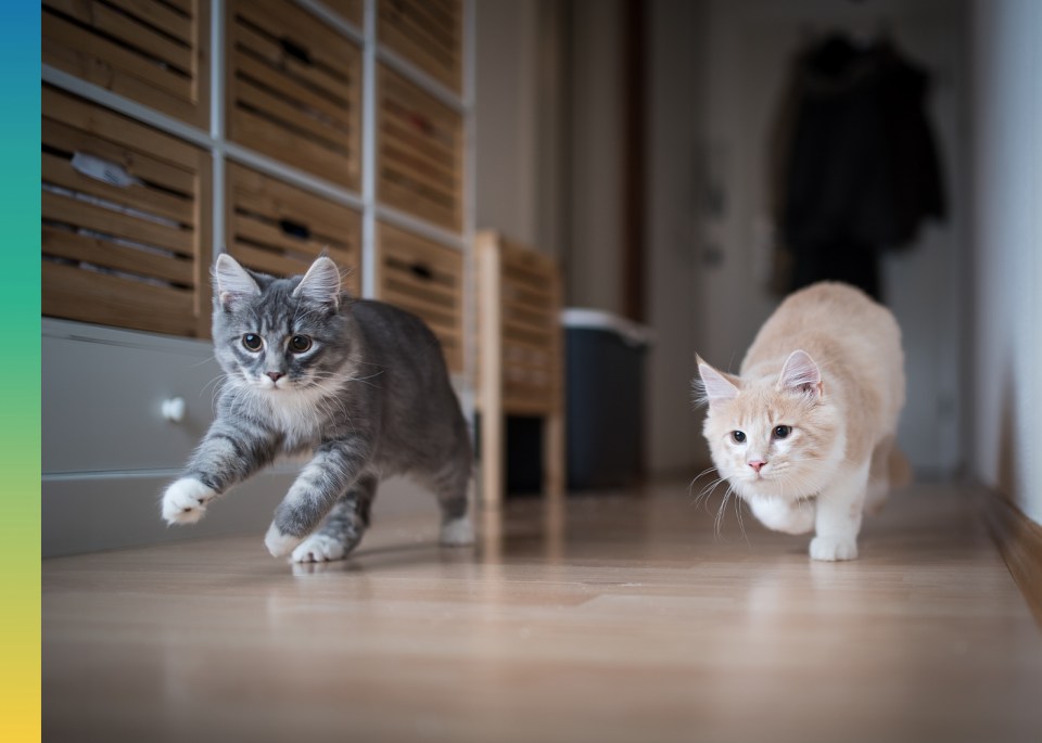 Two domestic cats in action indoors, with a gray cat in mid-leap and a cream-colored cat following behind