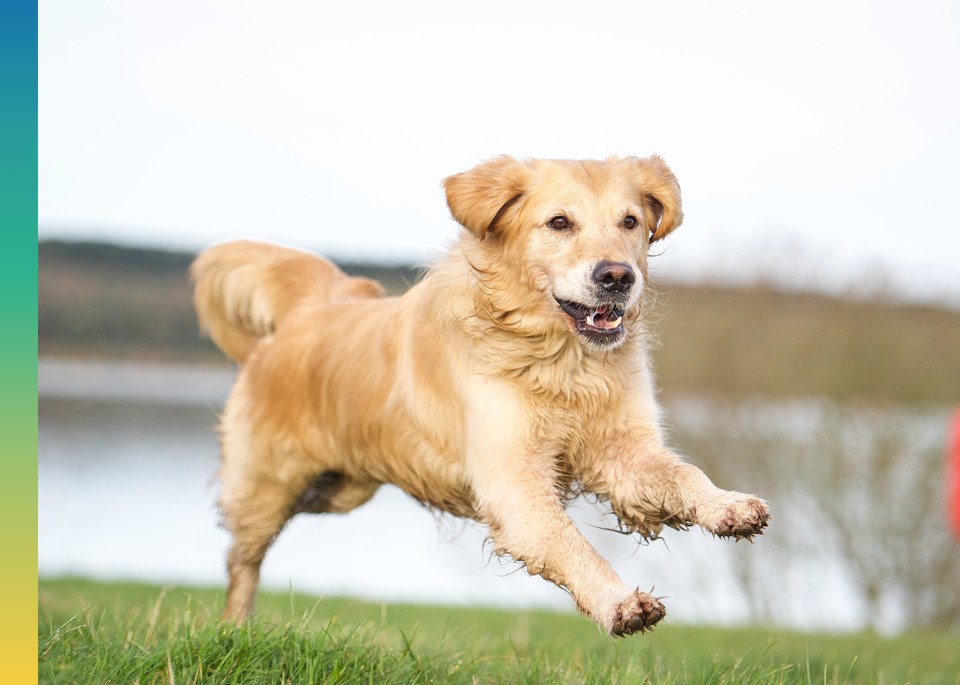 Golden retriever dog in mid-leap in an outdoor environment with green grass