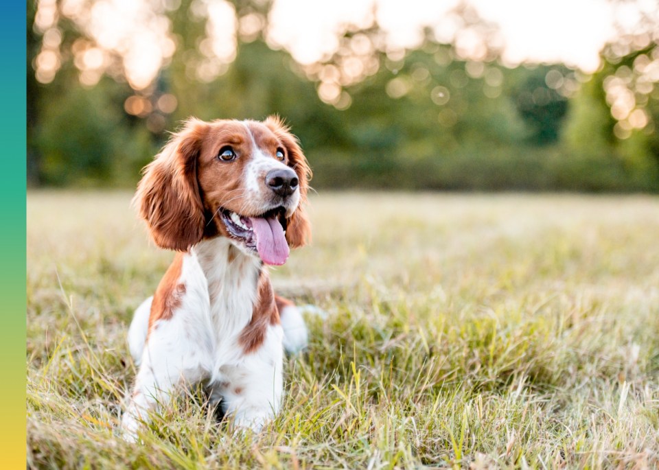 Brown and white dog sitting on grass during early evening.