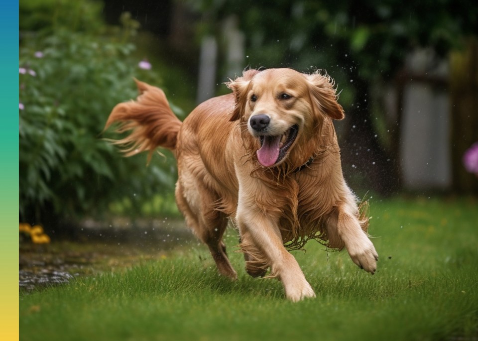 Golden retriever dog running across a grassy yard.