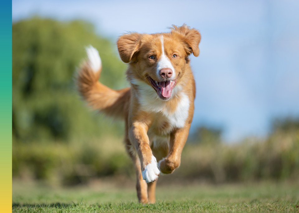 dog in mid-leap in an outdoor environment with green grass