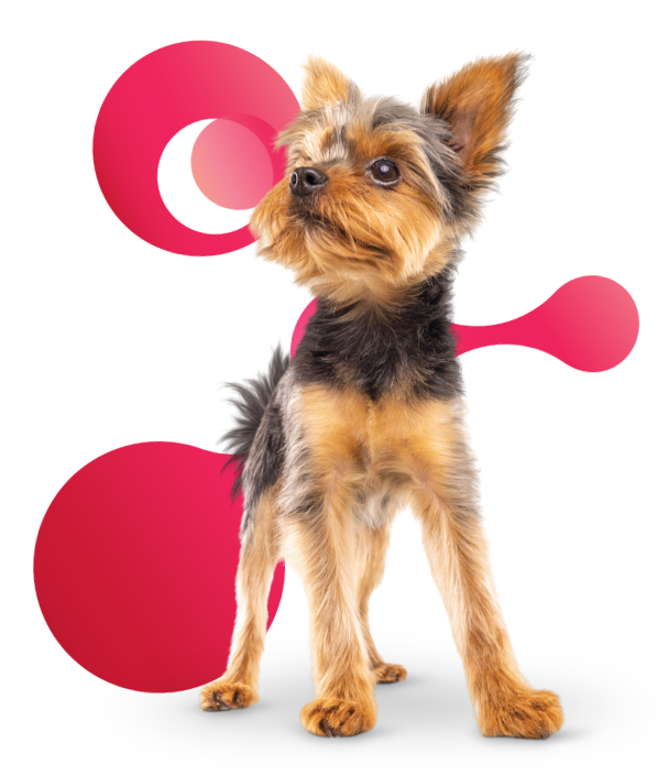 A dog with a red molecule visual behind