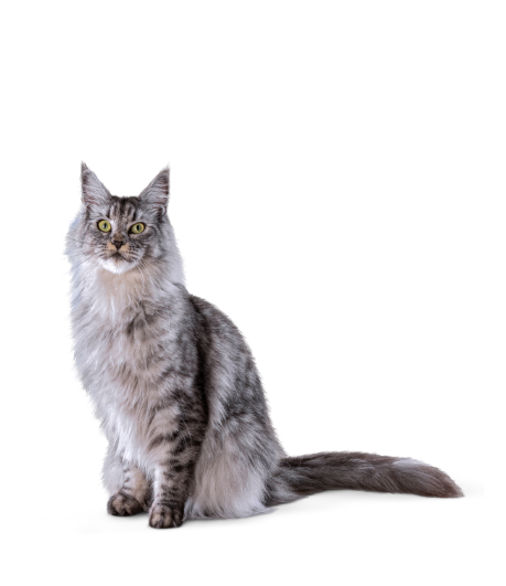 Image of a long-haired cat sitting upright on a plain white background